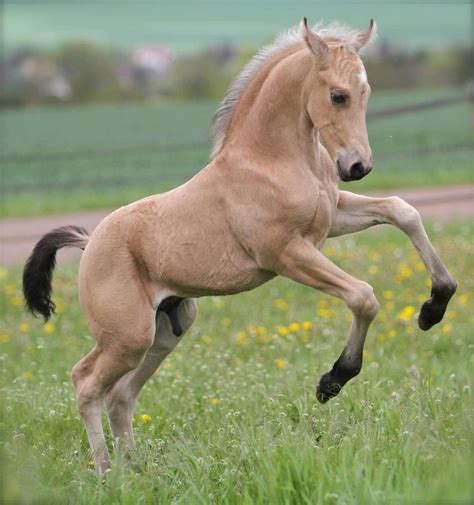 When the baby is first born it is called a foal. Pin on Horses