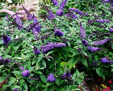 Pugster Blue Butterfly Bushes For Sale Online The Tree Center