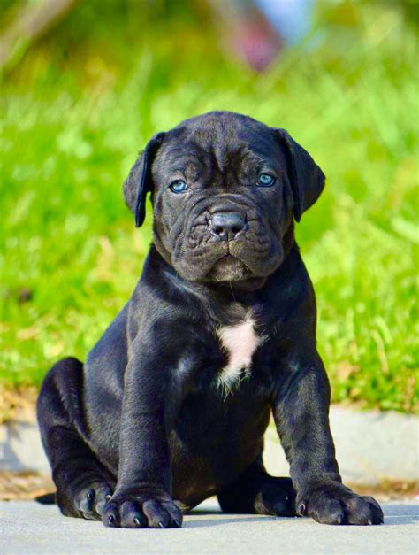 Cane Corso Puppies For Sale Purebred Dav Pet Lovers