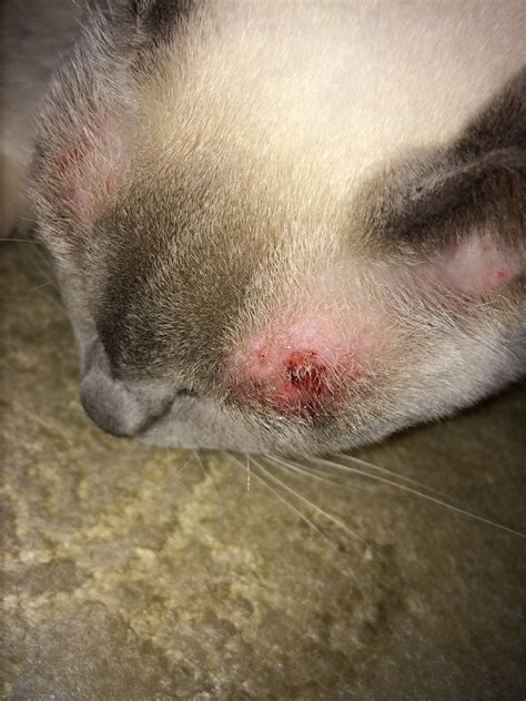 This Morning My Cat Had Small Red Marks On Her Skin Above Her Eyes From Scratching Now At Night