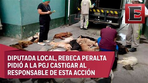 Piden castigo por matanza de perros en Tláhuac YouTube