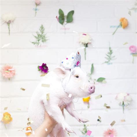 This Piglet Dressed As A Unicorn Is Making Everyone Cry Rainbows Cute