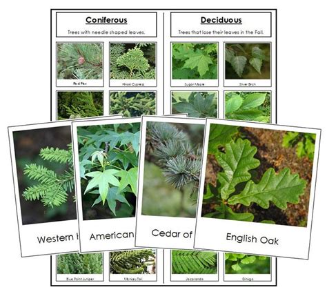 Tree Identification Cards Set 2 Tree Identification