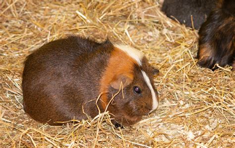 guinea pig  stock photo public domain pictures