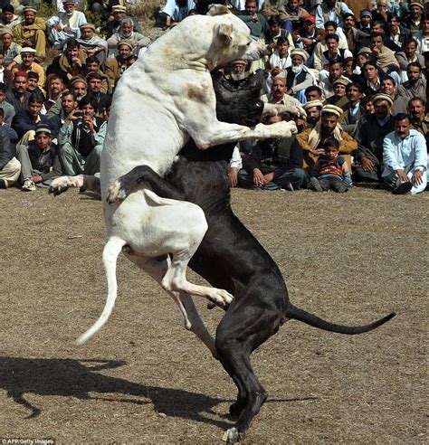 Top dog fighting championship, nairobi, kenya. Baying mob watches dogs fight to the death in barbaric ...