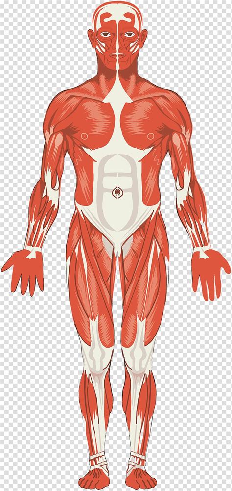 Muscular System Muscle Anatomy Organ System Joint Muscle Transparent