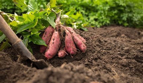 Sweet Potato Plant How To Grow And Maintenance Tips