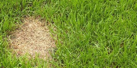 How To Fix Dog Urine Patches In Grass How To Repair Your Lawn