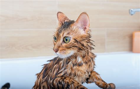 What Is The Best Way To Bathe A Cat At Home Forever Vets