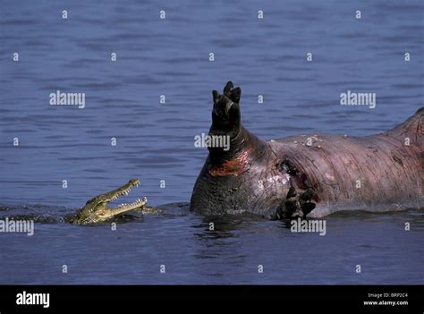 Nile Crocodile Feeding On Hippo Crocodylus Niloticus Stock Photo Alamy