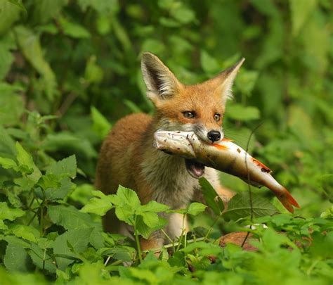 Because of this, it is not out of the question for a fox to get. Red Fox (Vulpes vulpes) | about animals