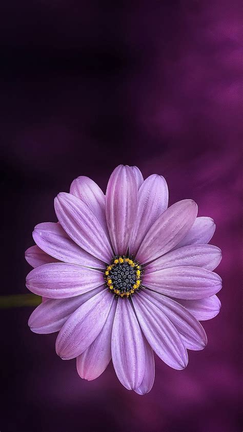 1920x1080px 1080p Free Download Purple Daisy Awesome Beauteous
