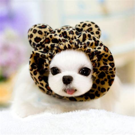 Hot Sale Cute Dog Hat Warm Dog Hat Leopard Grain Pet Supplies Lovely