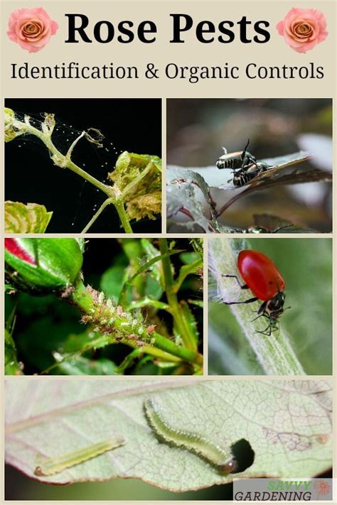 Rose Pests Identification And Organic Controls For The Landscape Planting Roses Garden Pests