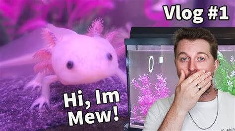 Getting My Very First Axolotl Meet Mew The Axolotl Youtube