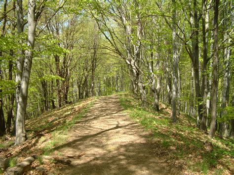 Fileforest Path In The Börzsöny Wikimedia Commons