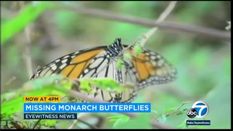 Monarch Butterfly Population In California Plummeted 86 Percent In 1