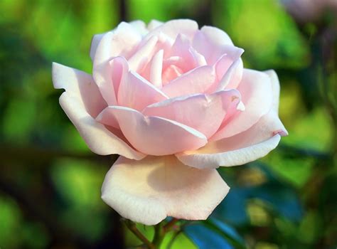 Rose Blossom Bloom Pink Free Photo On Pixabay Pixabay