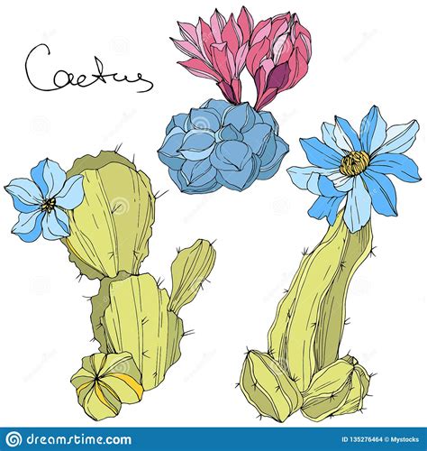 Vector Cacti Floral Botanical Flower Green And Blue Engraved Ink Art