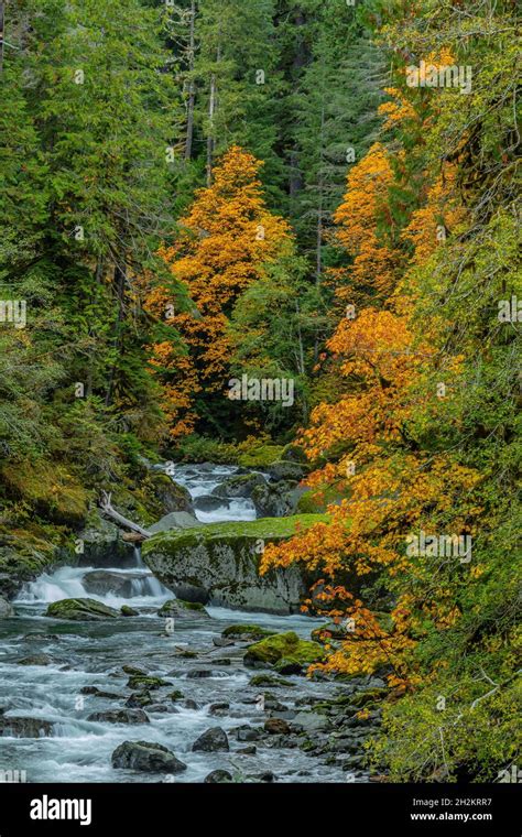 North Fork Skokomish River In Autumn At Staircase Olympic National