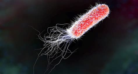 Microbial Top Facts E Coli
