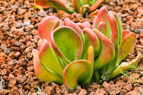 14 Full Sun Succulents That Youll Love Just Houseplants