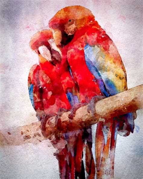 Two Scarlet Macaws In Watercolor Digital Arts By Susan Maxwell Schmidt