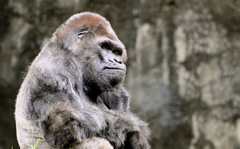 Gorilla Full Hd Wallpaper And Background 2560x1600 Id181109