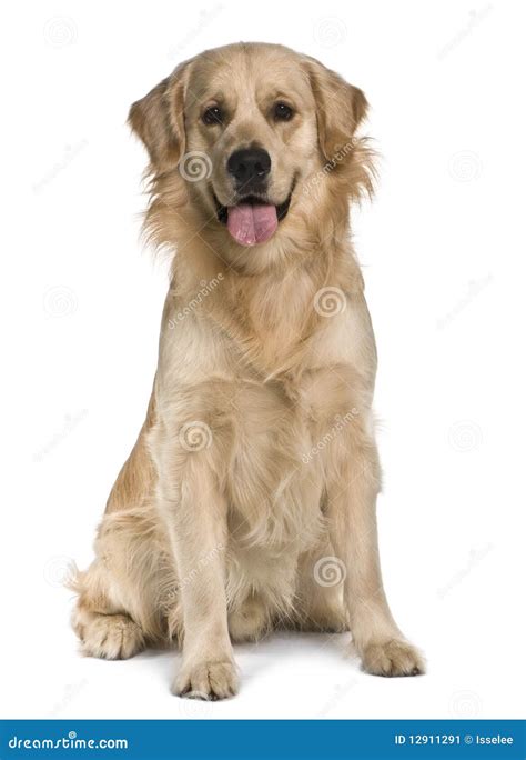 Front View Of Labrador Sitting And Panting Stock Image Image Of