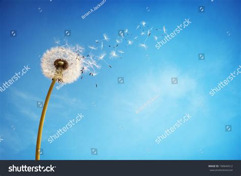Dandelion With Seeds Blowing Away In The Wind Across A Clear Blue Sky