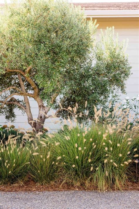 Pin By Denisew On Landscaping In Olive Trees Landscape Front