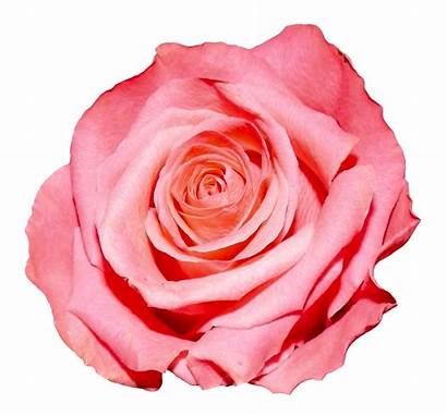 Rose Flower Clipart Transparent Roses Bunga Purepng