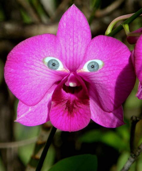 Самый редкий цветок в мире — 2 Kartinkiru