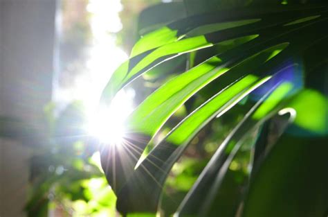 Bright Indirect Light A Guide To Creating Perfect Plant Lighting