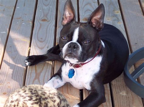 Pin by Karyn Rasmussen on Boston Terrier / Rescue | Boston terrier