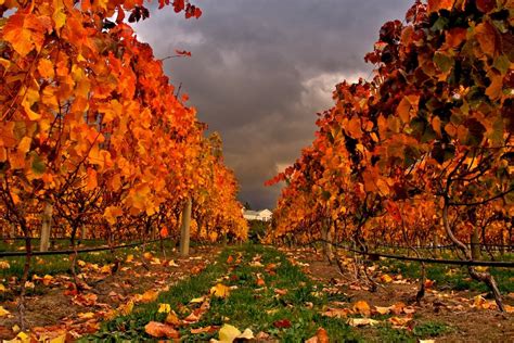 Autumn Vineyard Free Photo Download Freeimages