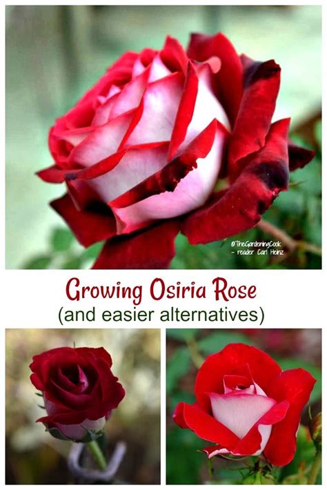 Osiria Rose Care How To Take Care Of Osiria Rose Bushes