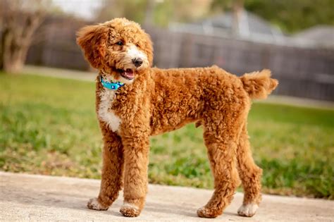 Moyen Poodles Are They The Goldilocks Of The Breed Poodlehq