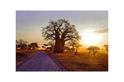 Baobab Tanzania Africa Nature Sunset Landscape Trees