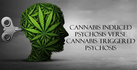 cannabis induced psychosis verse cannabis triggered psychosis