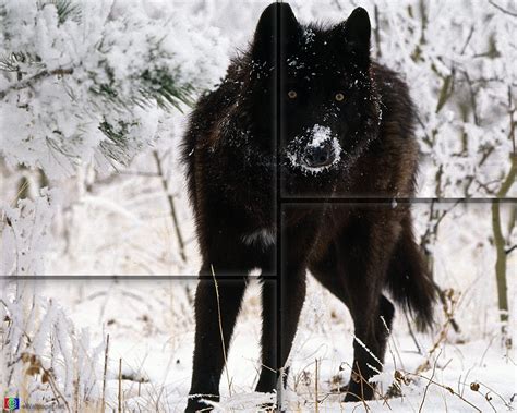 70 Black Wolf Wallpaper On Wallpapersafari