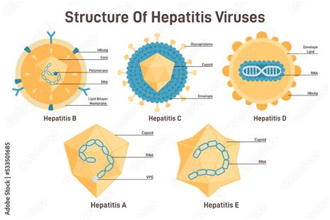 Hepatitis Viruses Set Structure Of Hepatitis A B C D E Viruses