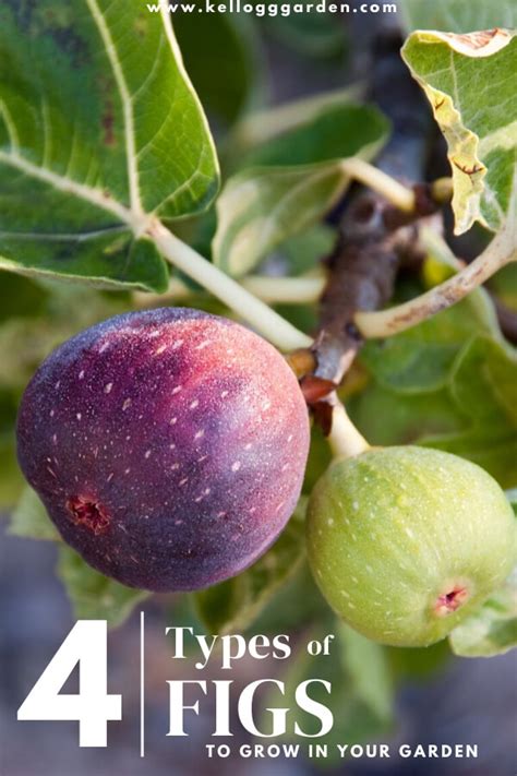 Types Of Figs To Grow Kellogg Garden Organics