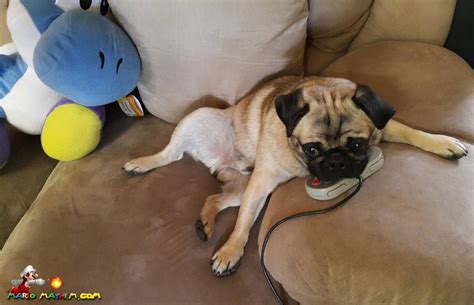 Bowsers Blog Archive For Gaming Pug