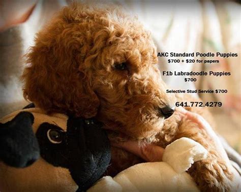 Ike has such a great temperament and loves everyone. AKC Standard Poodle and F1b Labradoodle Puppies for Sale ...