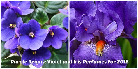 Purple Perfumes Reign In 2018 Best Violet And Iris Scents Perfume