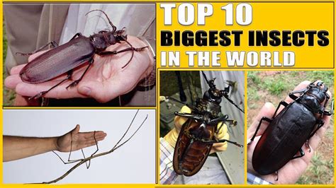 Top 10 Biggest Insects In The World Youtube