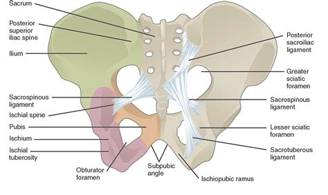 Pelvic Floor Pains In Pregnancy Review Home Co