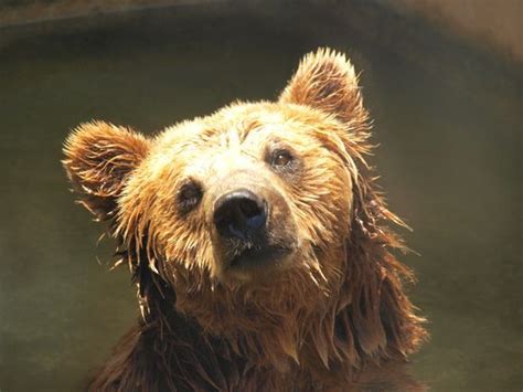 Bear Taking A Bath National Geographic Photos National Geographic Bear