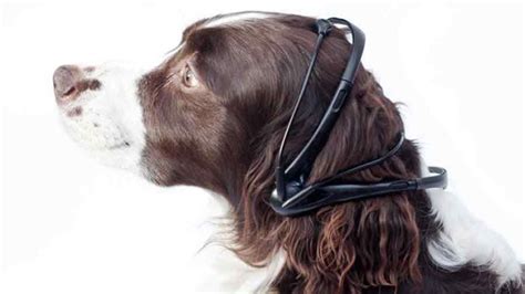 Dog To Human Translator Headset Gets Funding